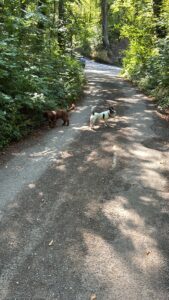 Two small dogs pausing on a sunlit lane through the woods